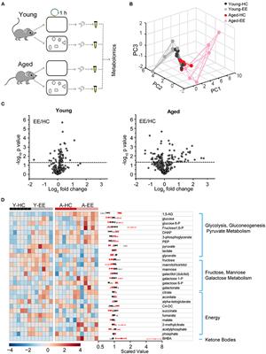 Shifted Dynamics of Glucose Metabolism in the Hippocampus During Aging